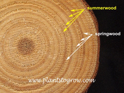 Cross section of a woody stem showing spring and summer wood.  Summer wood is the thin dark rings and spring wood is the wider lighter rings. Summer wood is aka as late wood and autumn wood.  Spring wood is aka as early wood. The combination of the spring wood and summer wood rings is know as an annual ring.